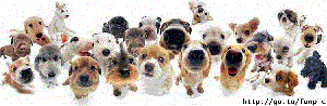 Fun-dogs-D-dogs-16830404-748-244