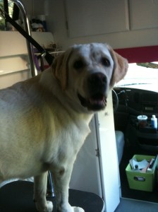dog grooming 7-30 015