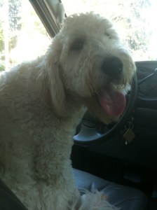 dog grooming 0ct 2012 034