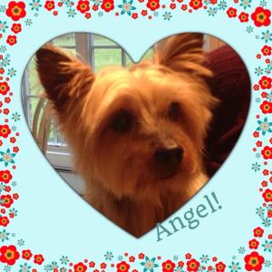 angel