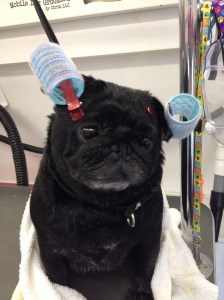 beauty parlor day!
