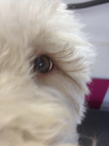 Hazel eye