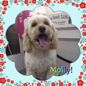 molly