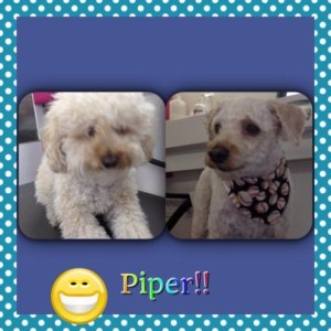 piper