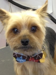 so dapper!