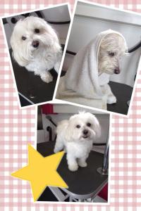 sofie