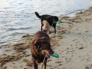 147 Owens Beach- Bailey & Gunner