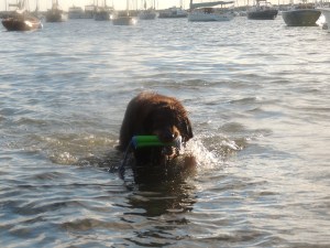 171 Owens Beach- Gunner