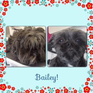 Bailey find my face!