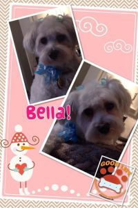bella