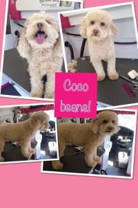 coco beans