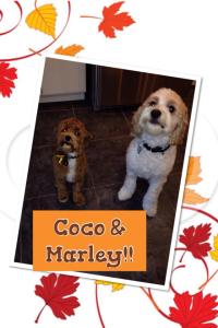 coco & marley