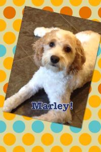 marley 2