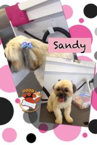 sandy 2