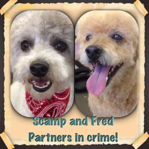 scamp and fred