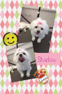 shadow2