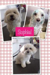 sofie 2