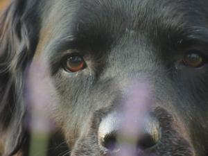 bailey-lavendar.jpg